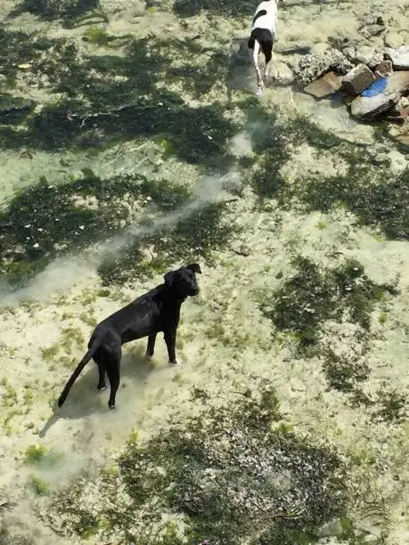 Photo of Dogs in the water