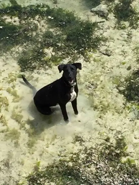 Photo of Dogs in the water