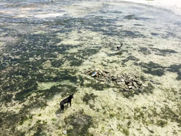 Photo of Dogs in the water