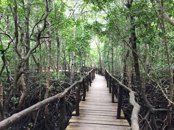 istock Mangrove Forest Zanzibar 1096446186
