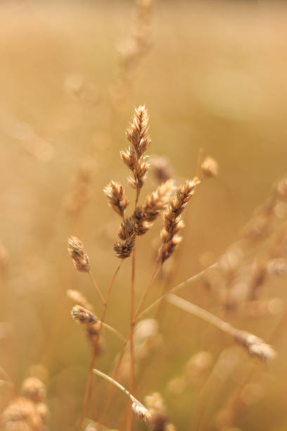 istock Wild field of grass at sunset 1096446294