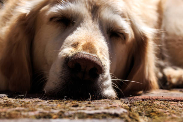 istock Sleeping English Golden Retriever Dog 1096446322