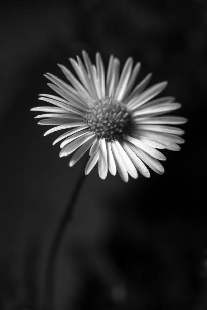 istock Common daisy, Dog daisy, Moon daisy. Gardening concept 1096446334