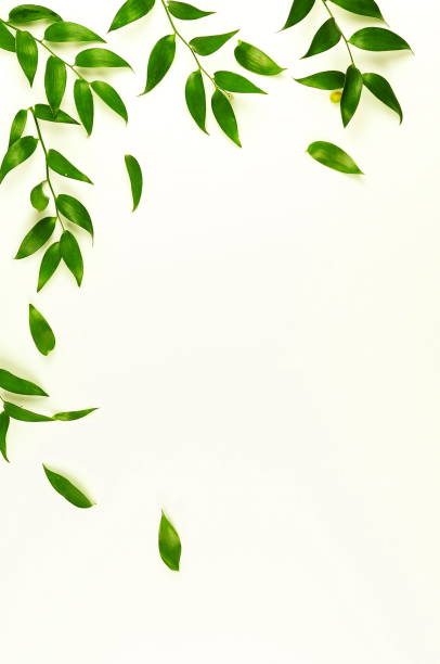 istock frame border made of green branches herbs, leaves,  plants on white background top view. copy space. flat lay 1096446676