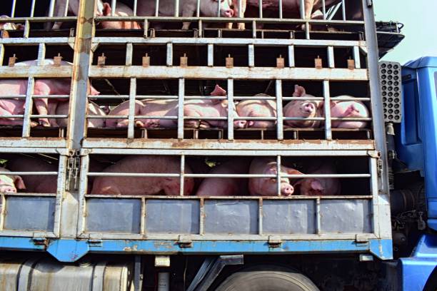 istock Transport of pigs 1096447512