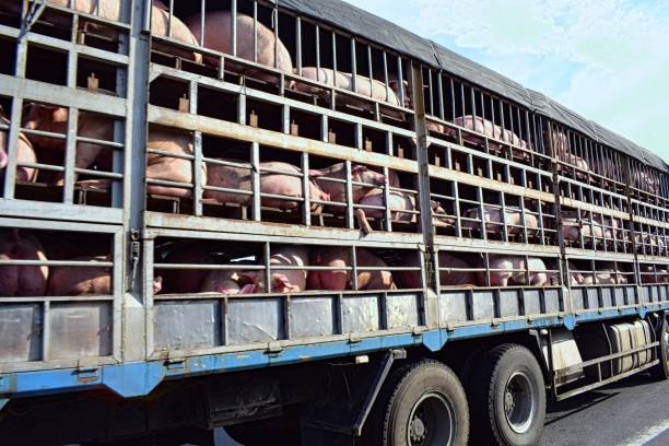 istock Transport of pigs 1096448968
