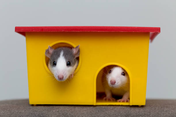 Two funny white and gray tame curious mouses hamsters with shiny eyes looking from bright yellow cage window. Keeping pet friends at home, care and love to animals concept.