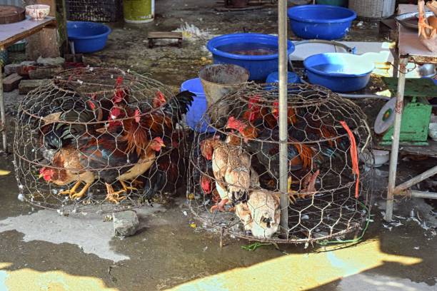 istock Chickens on the market 1096449432