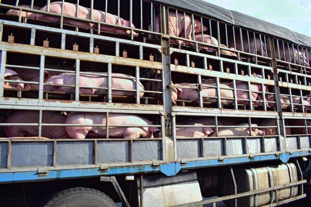 istock Transport of pigs 1096450052