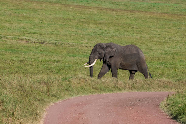 istock African elephant crossing the road 1096451876