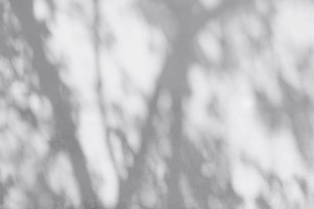 istock Shadow Of Leaves Reflected On The White Wall 1096453240