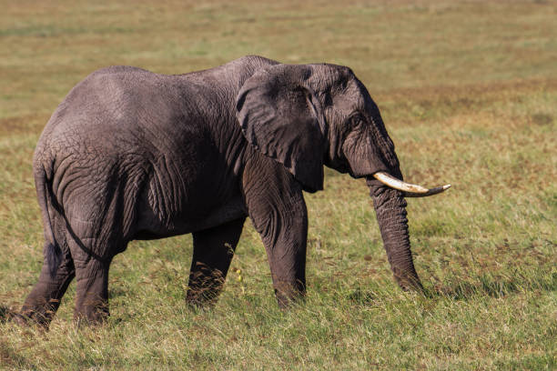 istock African elephant walks in Savannah 1096454504