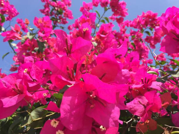 istock Pink Blossoms of Bougainvillea 1096455698