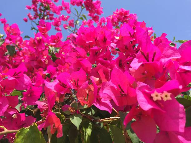 istock Pink Blossoms of Bougainvillea 1096455708