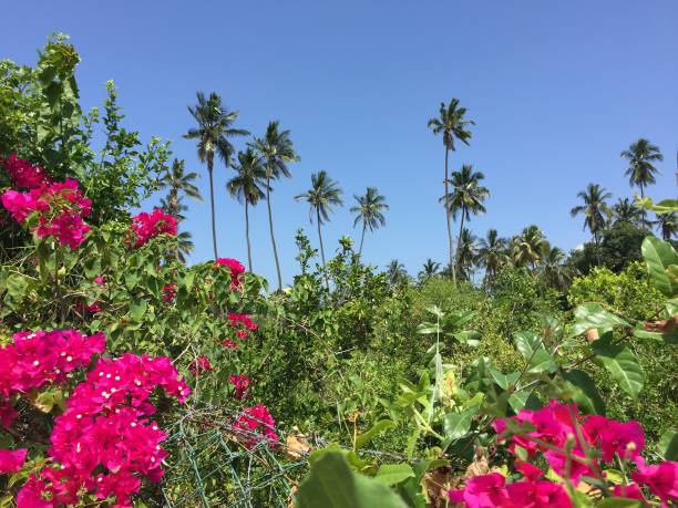 istock Pink Blossoms of Bougainvillea 1096455746