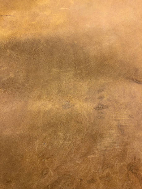 istock brown skin texture enlarged view, photo background 1096458286
