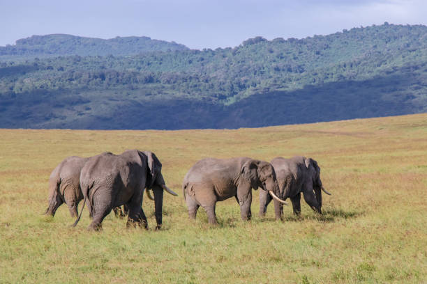 istock herd of elephants walking in Savannah 1096458888