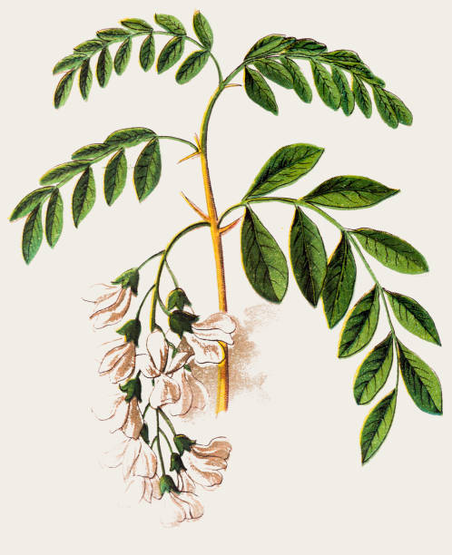 ilustraciones, imágenes clip art, dibujos animados e iconos de stock de robinia pseudoacacia, comúnmente conocido en su territorio nativo como acacia - locust tree black robinia