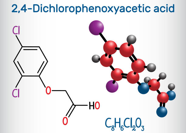 2,4-Dichlorophenoxyacetic acid (2,4-D) molecule. Structural chemical formula and molecule model 2,4-Dichlorophenoxyacetic acid (2,4-D) molecule. Structural chemical formula and molecule model. Vector illustration persistent organic pollutants stock illustrations