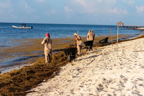 Riviera Maya, Mexico - July 27, 2018. A group of local mexican men remove Sargassum seaweed in the Gulf of Mexico and the Caribbean on a tropical beach in the Riviera Maya, Cancún. Riviera Maya, Mexico - July 27, 2018. A group of local mexican men remove Sargassum seaweed in the Gulf of Mexico and the Caribbean on a tropical beach in the Riviera Maya, Cancún. sargassum stock pictures, royalty-free photos & images