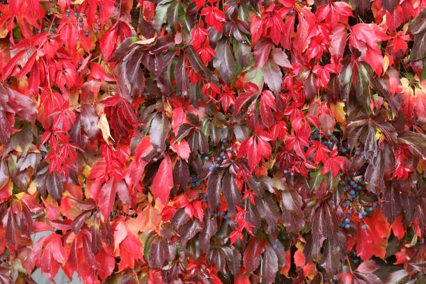 istock Background Beautiful autumn leaves of wild grapes 1096464800
