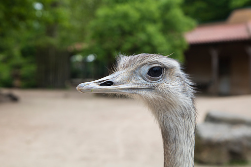 detail of ostrich head in zoo.