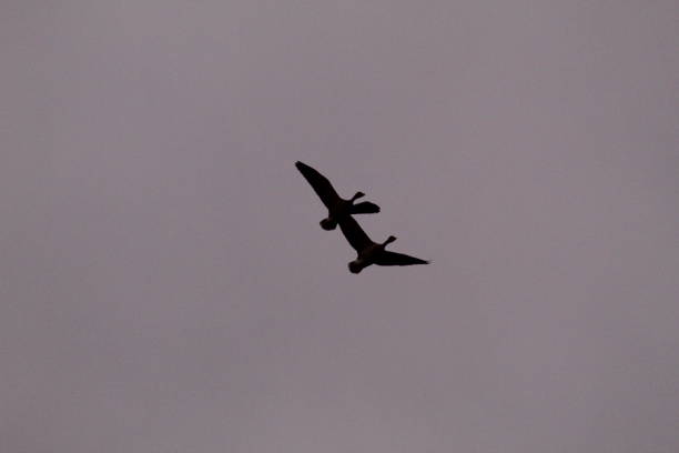 istock Birds are flying at the sunrise 1096470072