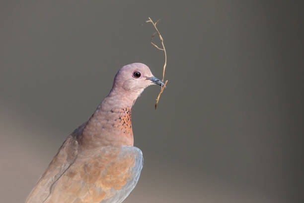 istock A mourning dove perched on a log with the stick to use for building nest. 1096473408