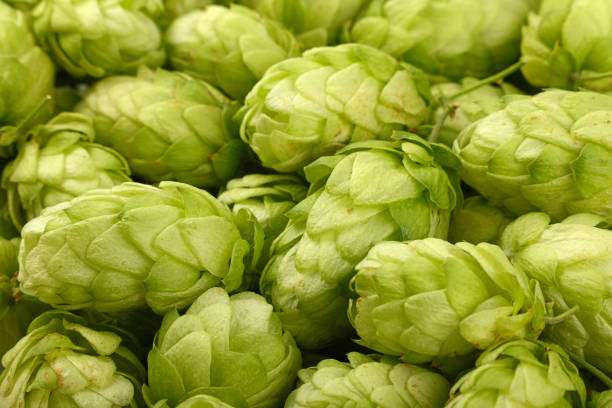 istock Close up background of fresh green beer hops 1096473572
