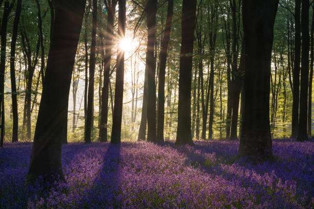 istock Stunning bluebell forest landscape image in soft sunlight in Spring 1096478152