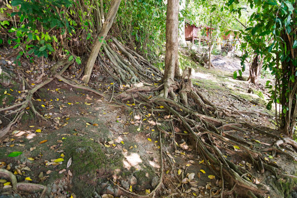 istock The roots of trees. 1096480636