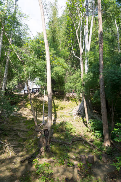 istock The trees in the Park. 1096481738