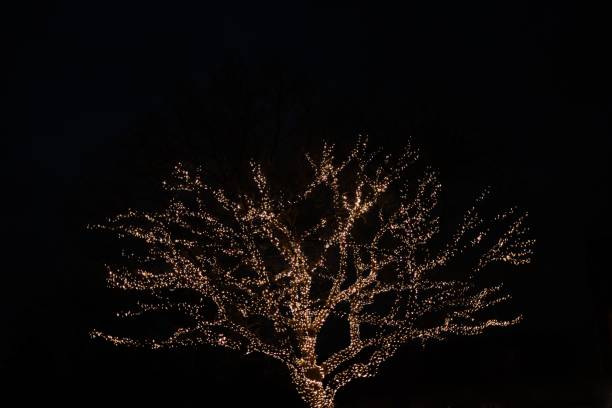 istock Tree with twinkling lights against a night sky in January in England 1096482184