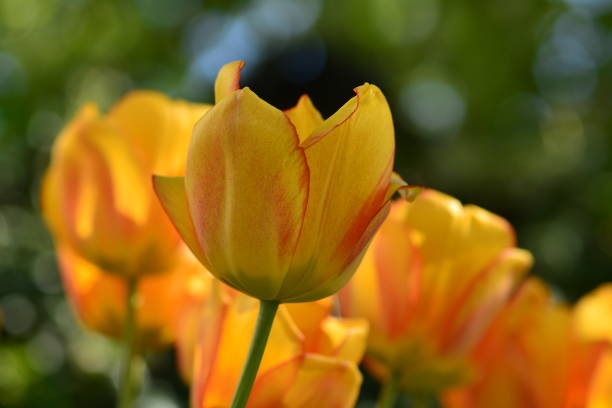 istock Yellow tulips on sunny day 1096482490
