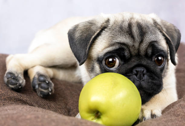 szczeniak mops z jabłkiem - apple eating healthy eating friendship zdjęcia i obrazy z banku zdjęć