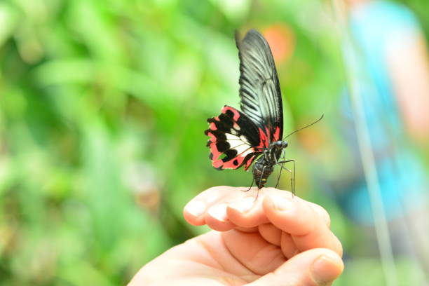 istock Red black butterfly on the hand 1096484270