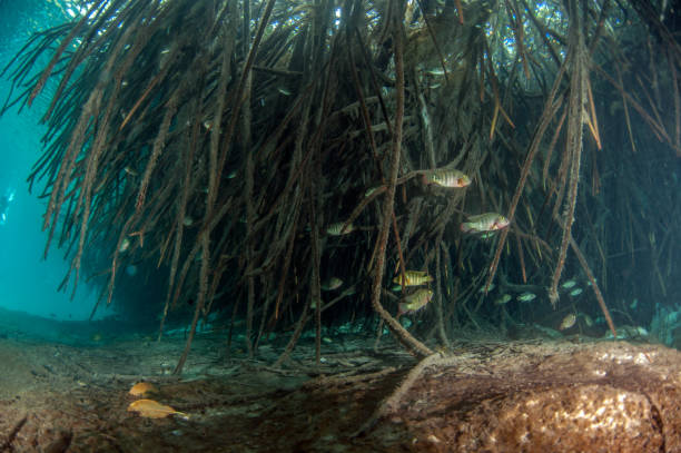 istock Scuba diving in the Casa Cenote, Tulum, Mexico 1096484416