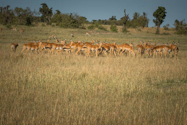 istock A herd of impala in the savannah 1096484606
