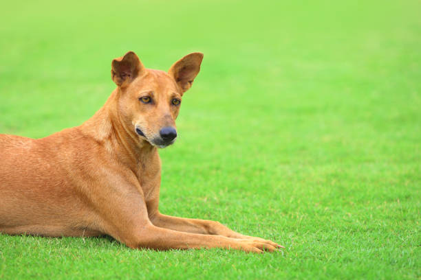 istock Old brown dog lying on green grass 1096486486