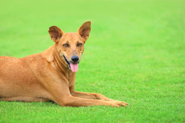 istock Old brown dog lying on green grass 1096486532