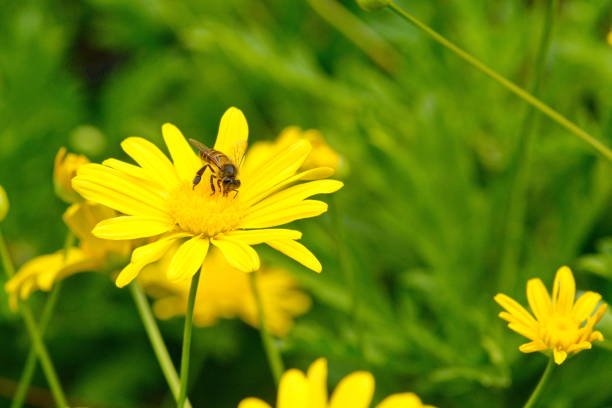 istock Bee feeding on yellow daisy flower 1096487064
