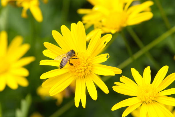 istock Bee feeding on yellow daisy flower 1096487104