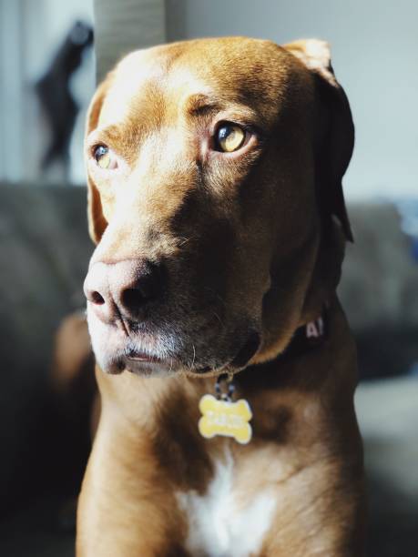 Vizsla Dog sitting on a couch with a cute face