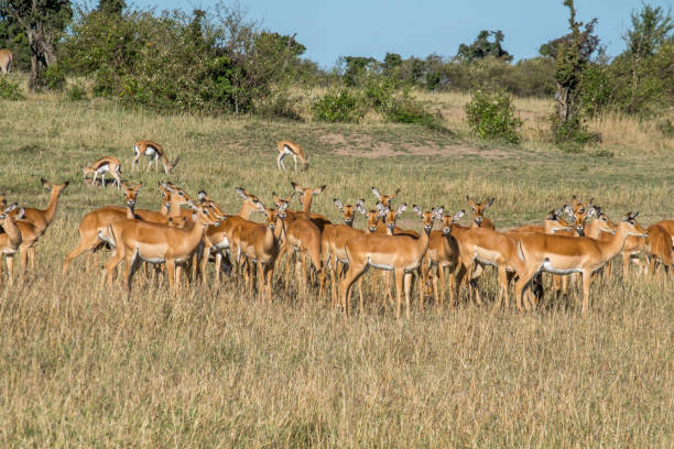 istock A herd of impala in the savannah 1096490940
