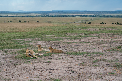 Masai Mara, KENYA - September, 2018. A lioness with two lion cubs recalls the other mother