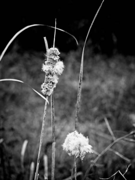 istock Cattails in the Swamp Going to Seed B&W 1096493984