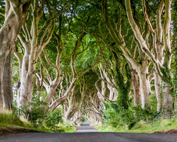 istock Scary Trees of Northern Ireland 1096496804
