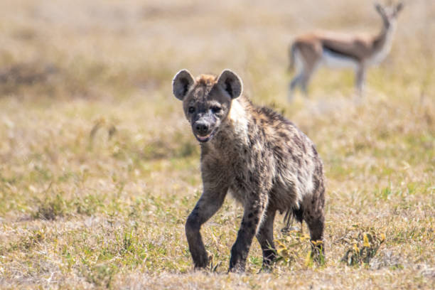 istock hyena in the savannah 1096498930