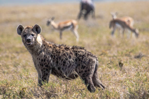 istock hyena in the savannah 1096499410