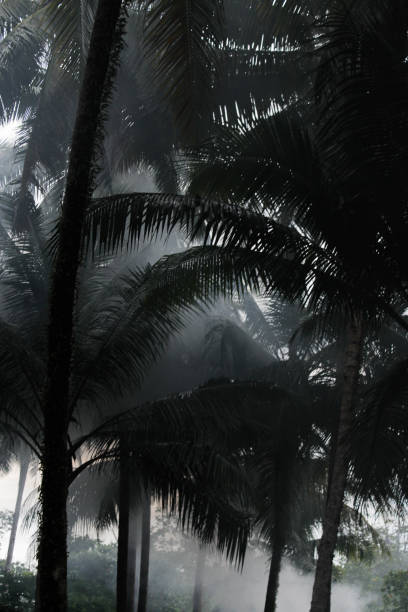istock Palm trees in the fog 1096501948